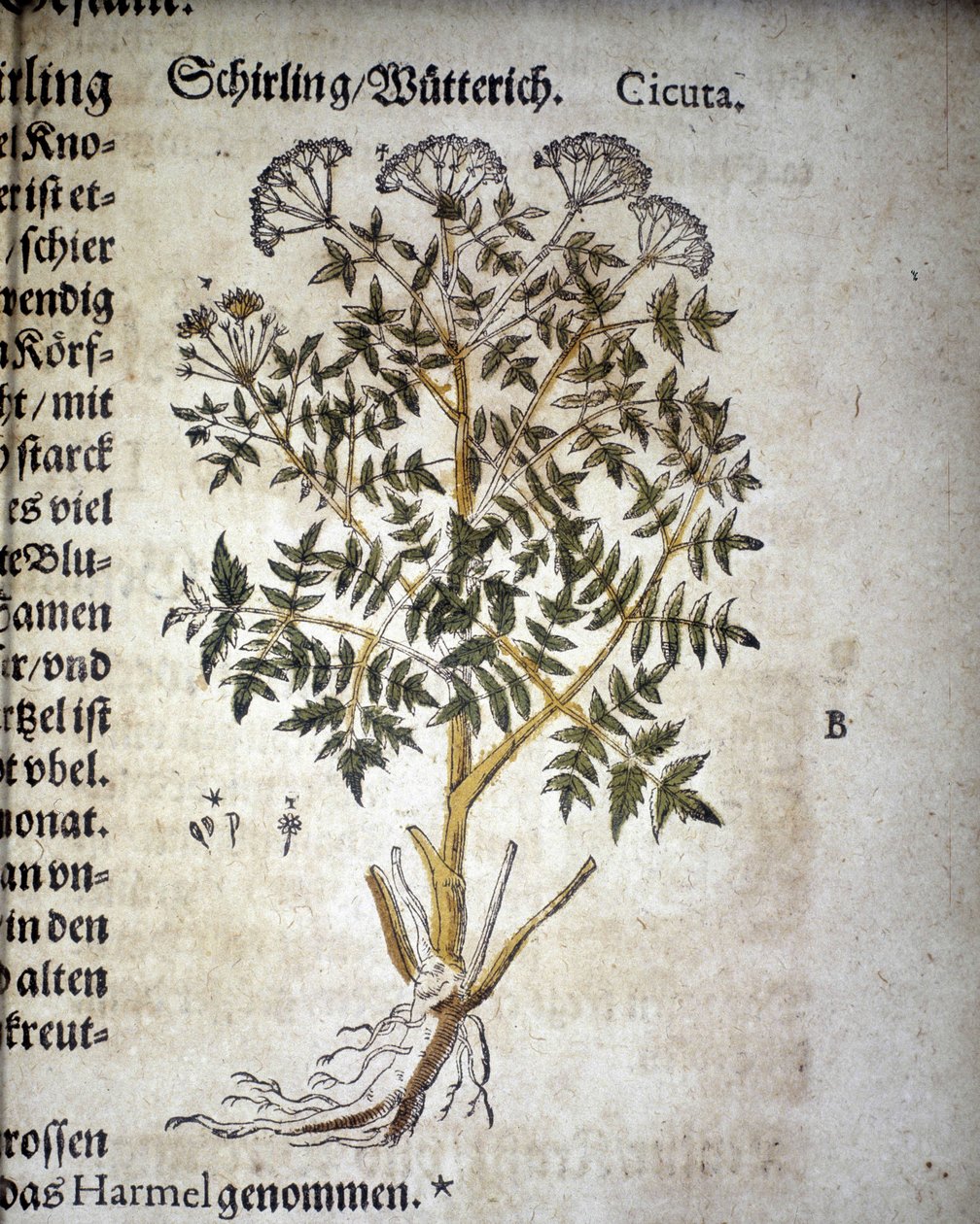 Ciguë - Dans "Herbarium Mattioli". - Pietro Andrea Mattioli