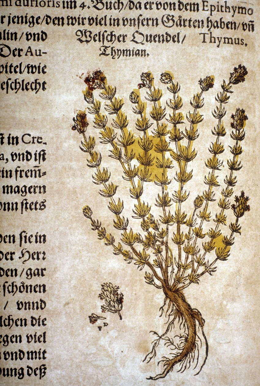 Thym (Thymus) - Dans "Herbarium Mattioli". - Pietro Andrea Mattioli