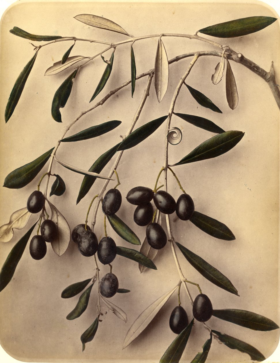 Olives, années 1870 - Pietro Guidi