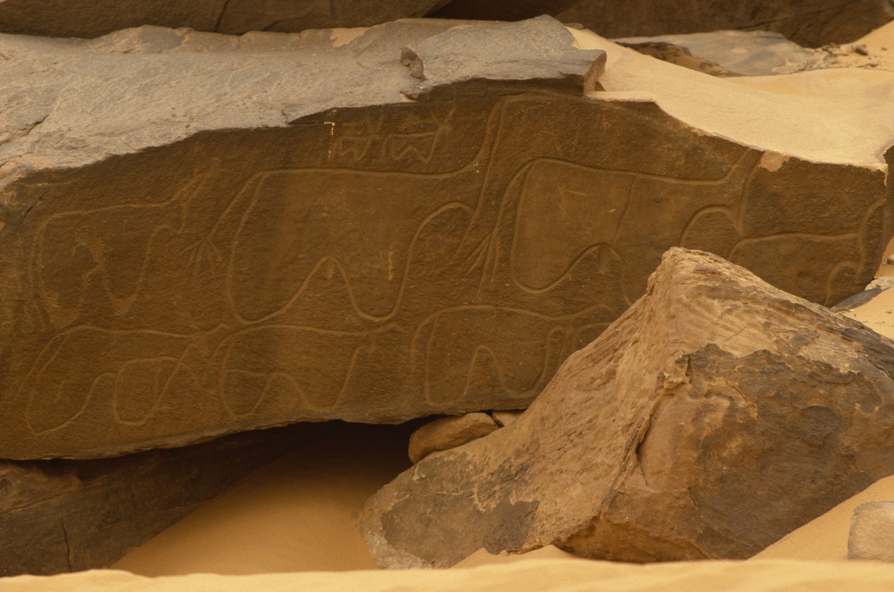Animaux (gravure rupestre) - Prehistoric