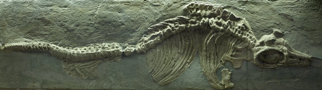 Fossile d