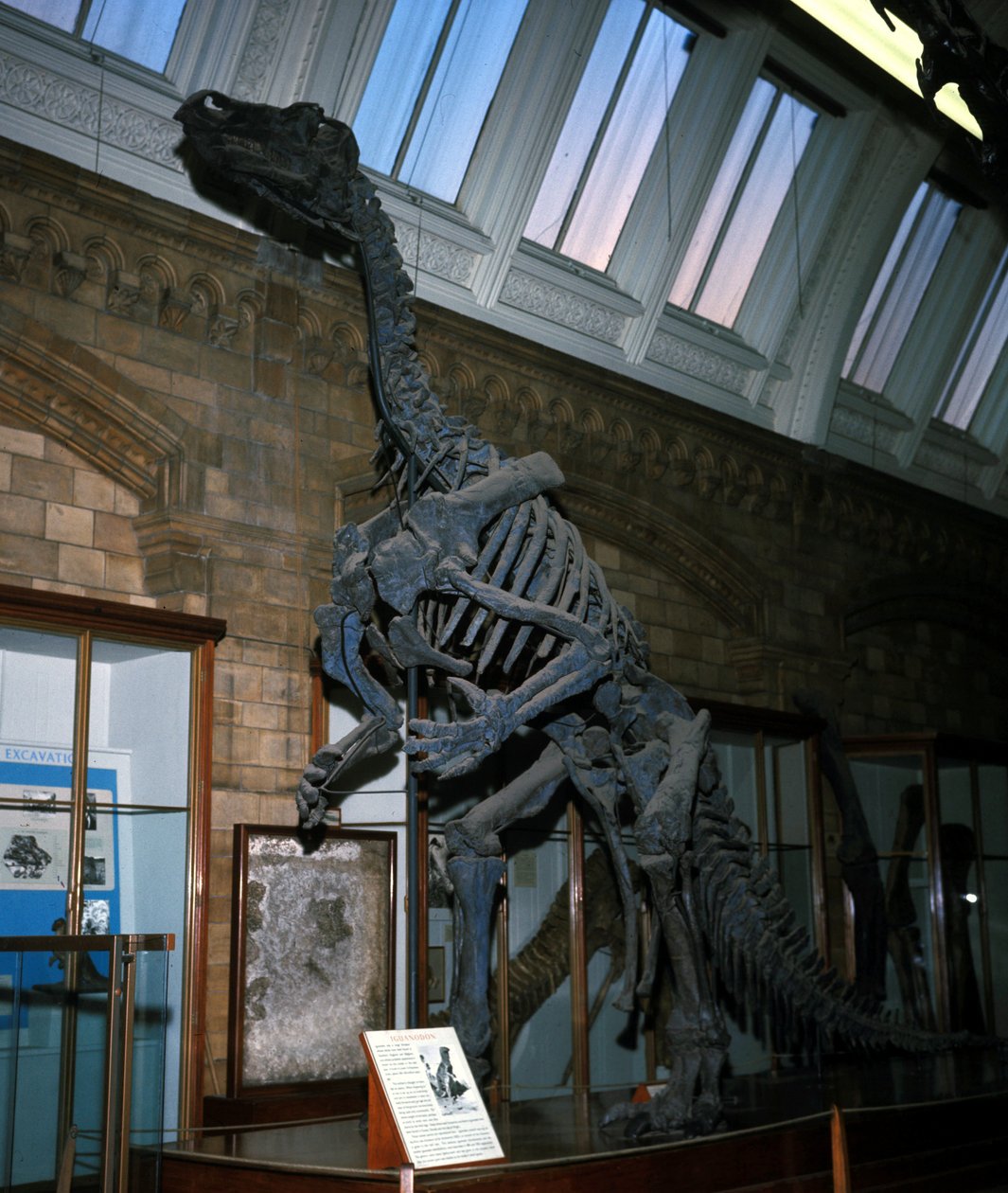 Iguanodon - Prehistoric Prehistoric