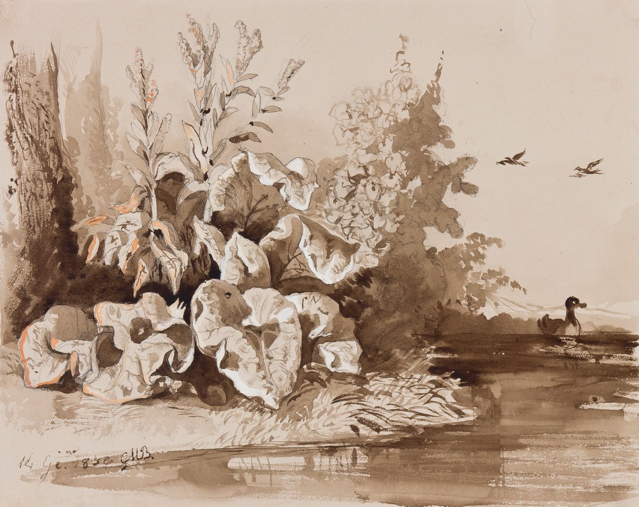 Étude de plantes près d