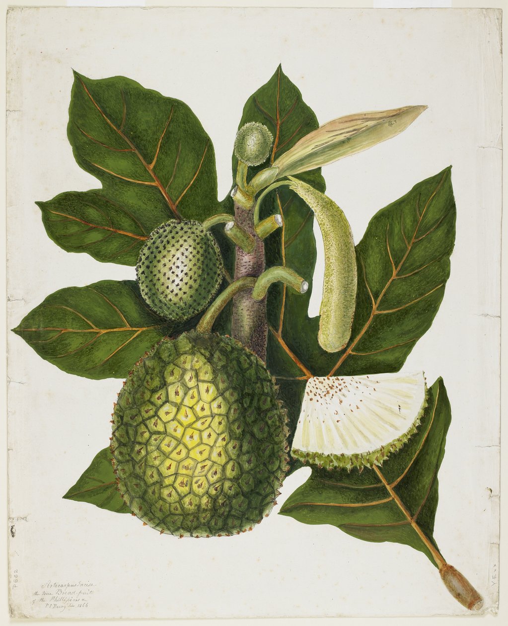 Artocarpus Incisa (Le vrai fruit à pain des Philippines), décembre 1866 - Priscilla Susan Bury