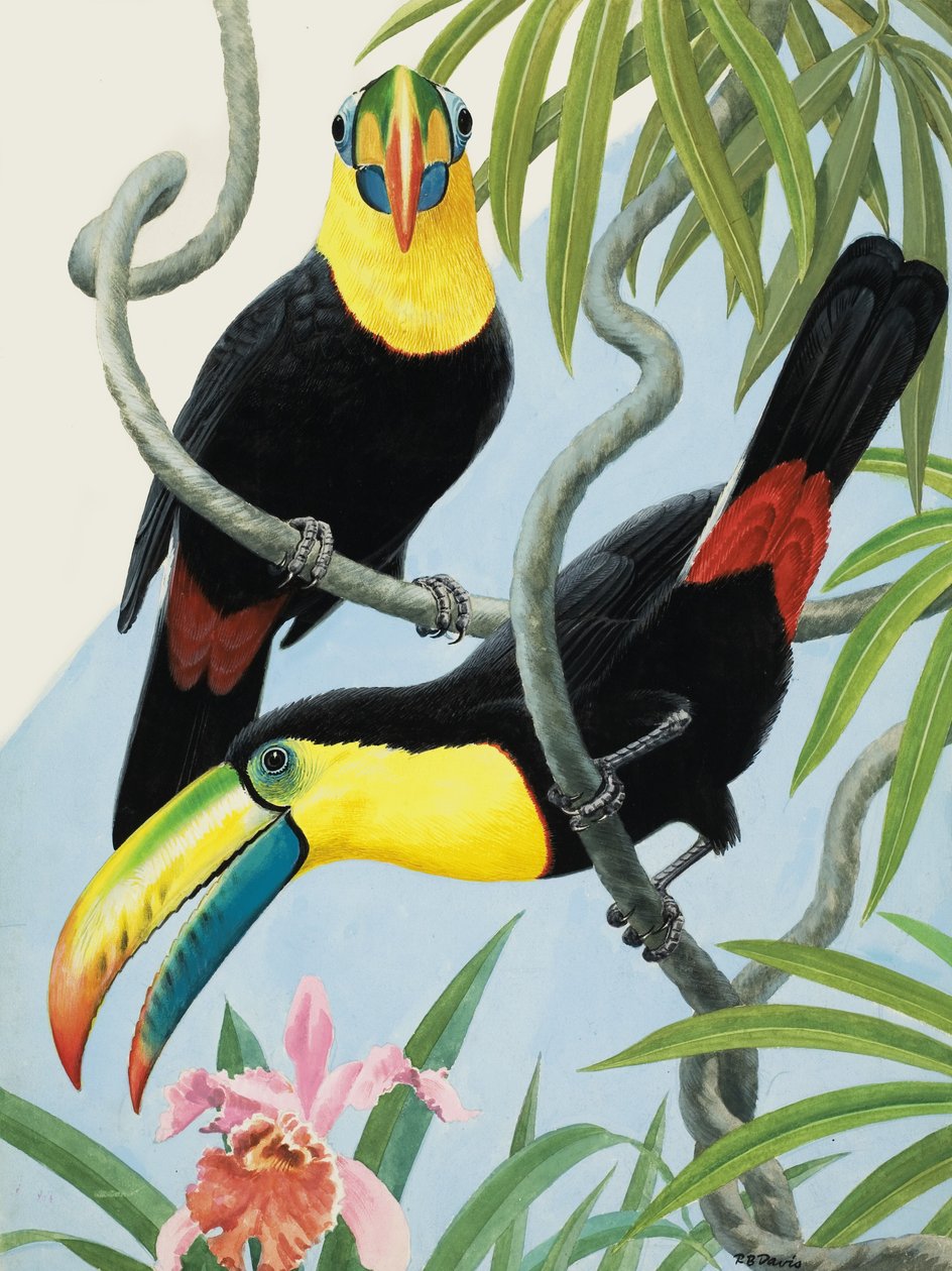 Oiseaux à gros bec - R.B. Davis