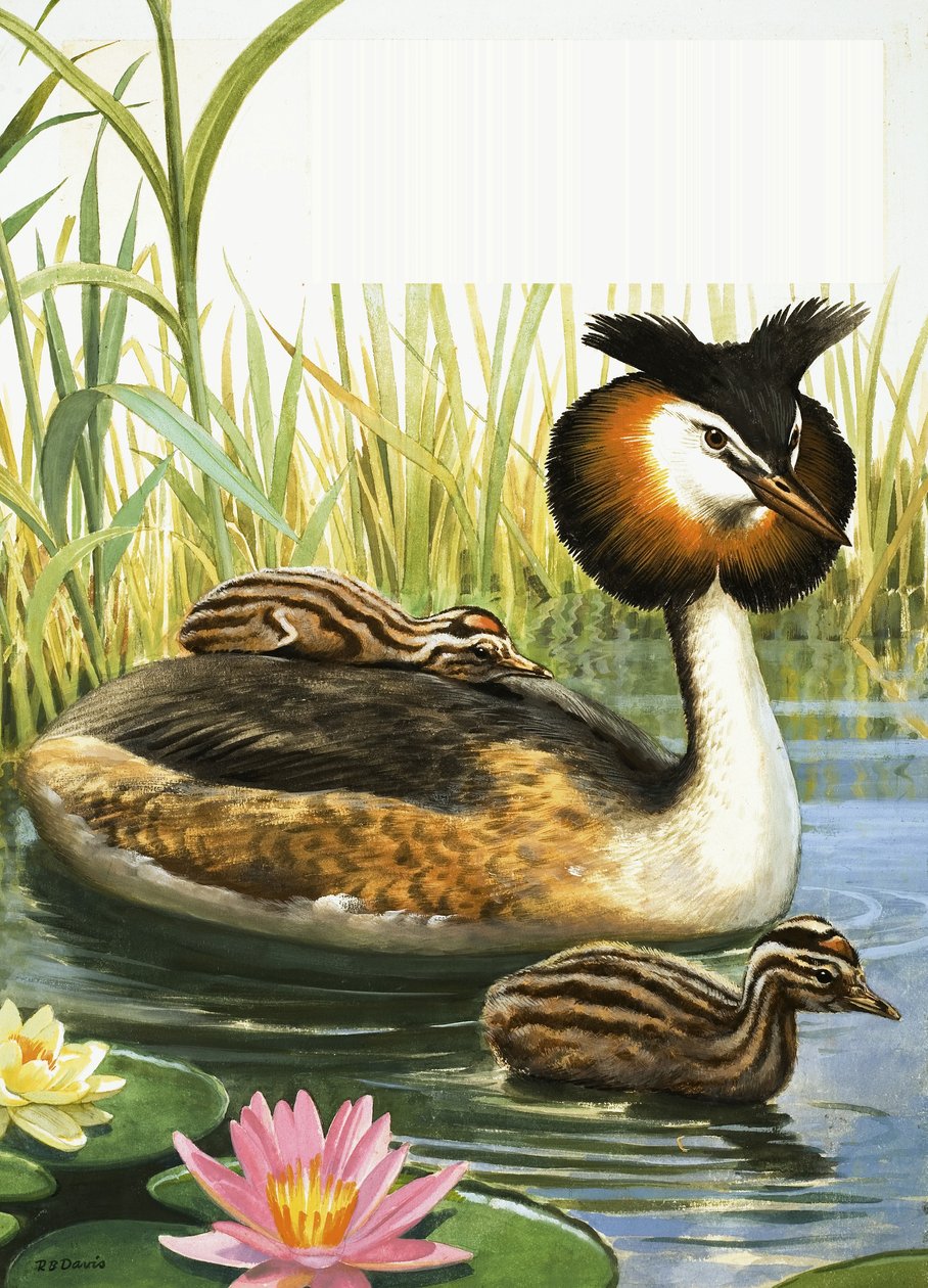 Grèbe huppé - R.B. Davis