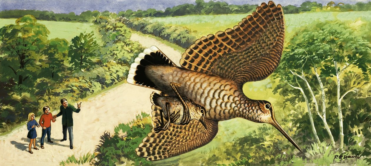 Regarder la nature : La bécasse - R.B. Davis