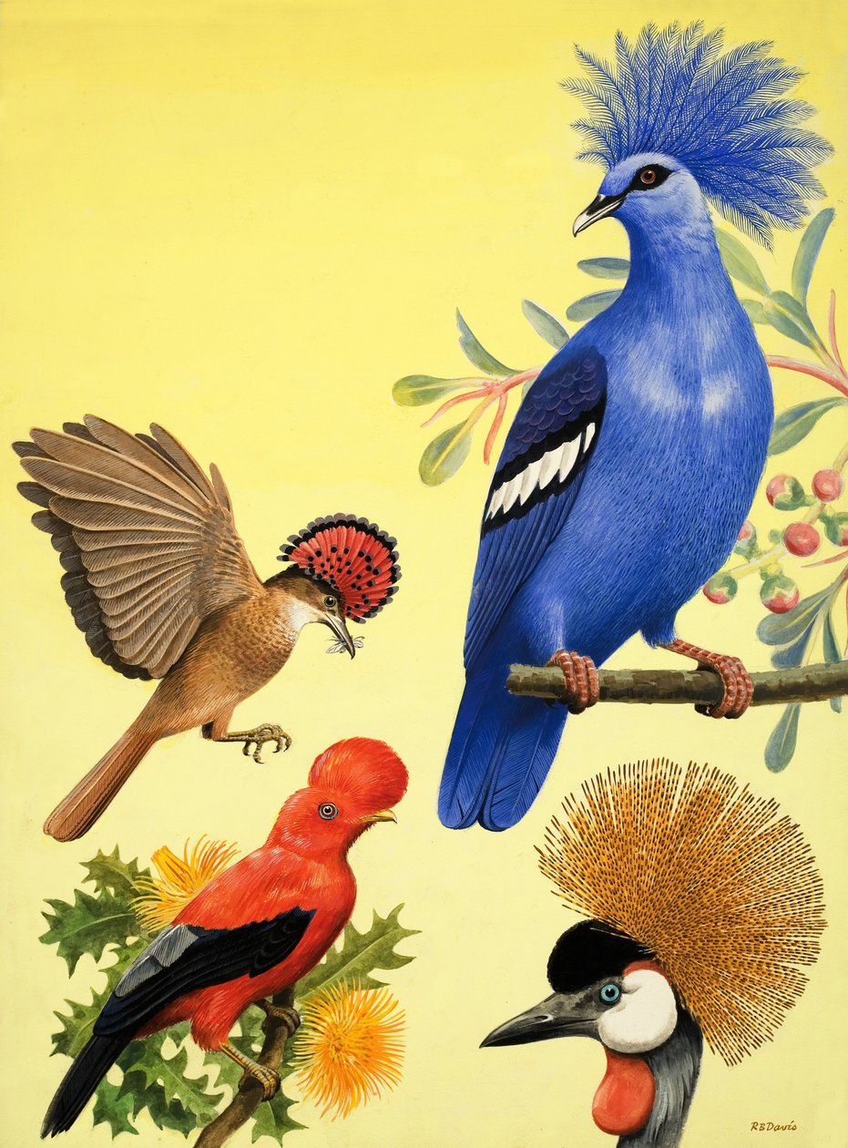 Pays des merveilles de la nature : Oiseaux à couronne - R.B. Davis