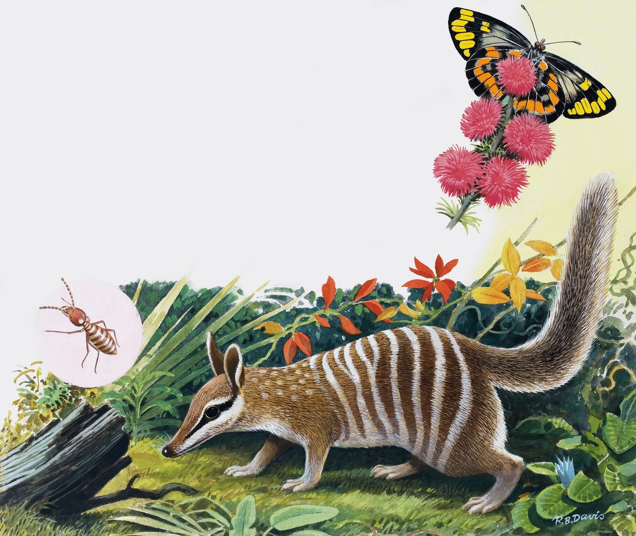 Numbat - R.B. Davis