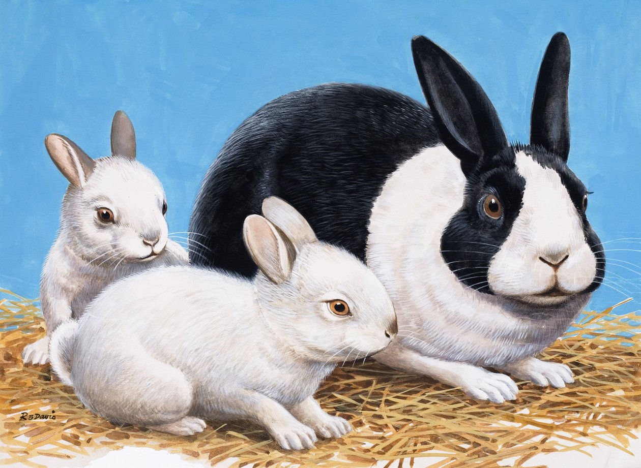 Lapins (gouache sur papier) - R.B. Davis