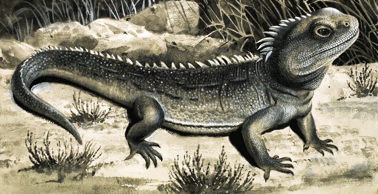 Le Tuatura - R.B. Davis