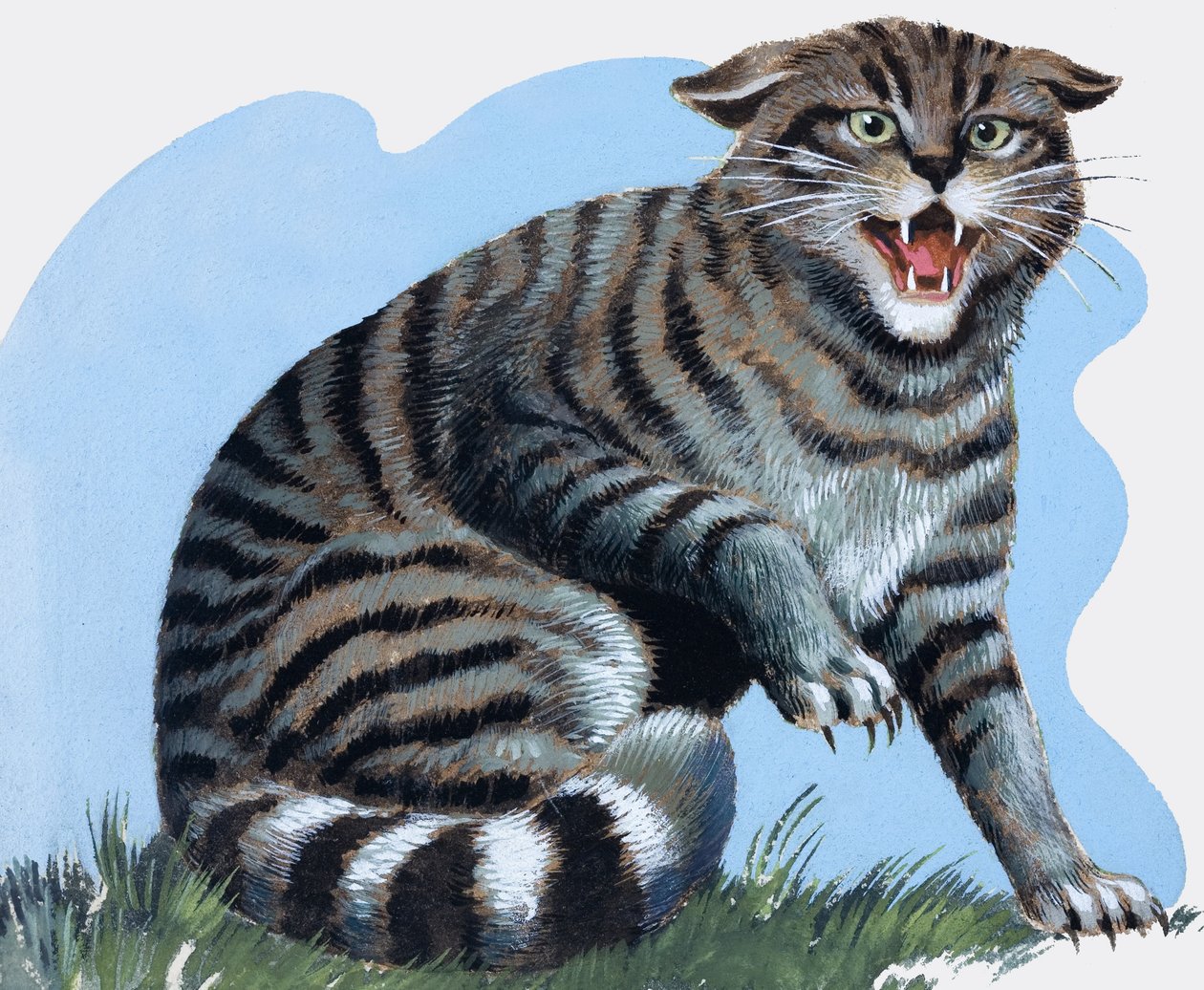 Chat sauvage, extrait de "Treasure" (Trésor) - R.B. Davis