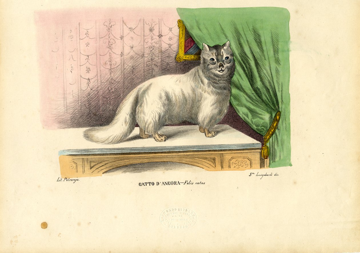 Chat angora, 1863-79 - Raimundo Petraroja