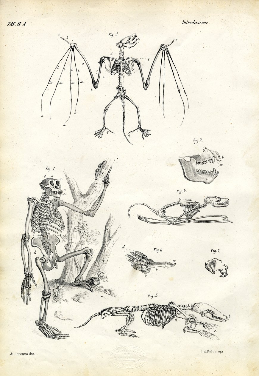 Chauve-souris, 1863-79 - Raimundo Petraroja