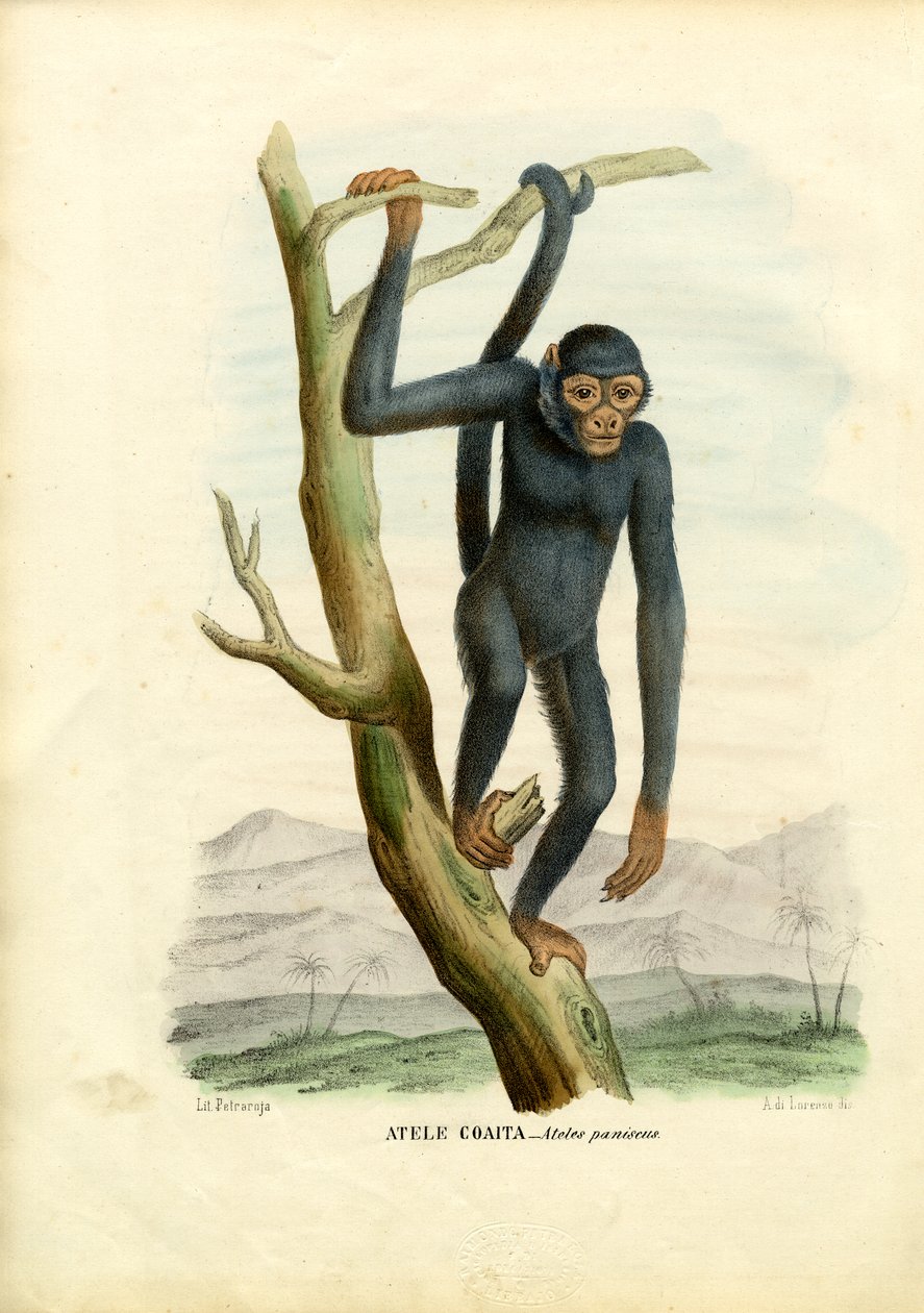 Singe araignée noir, 1863-79 - Raimundo Petraroja