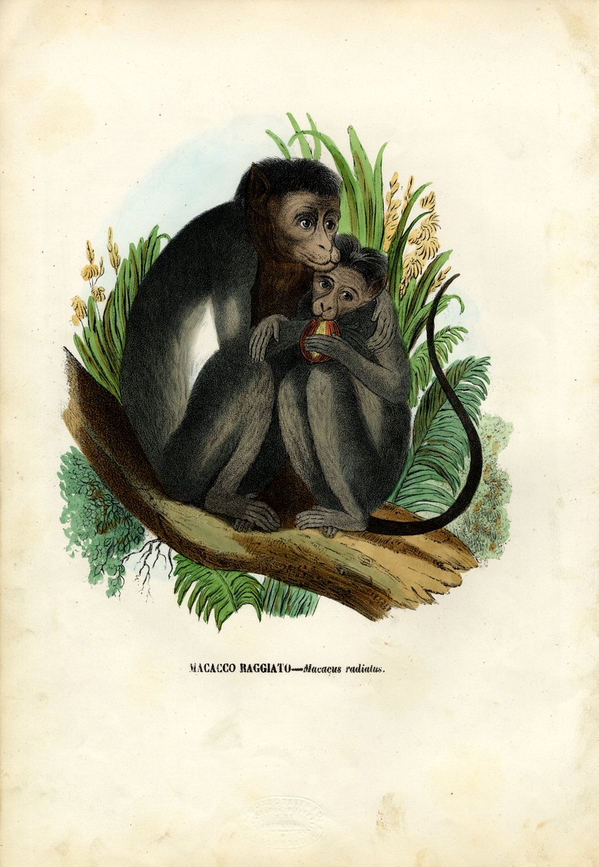 Singe bonnet, 1863-79 - Raimundo Petraroja
