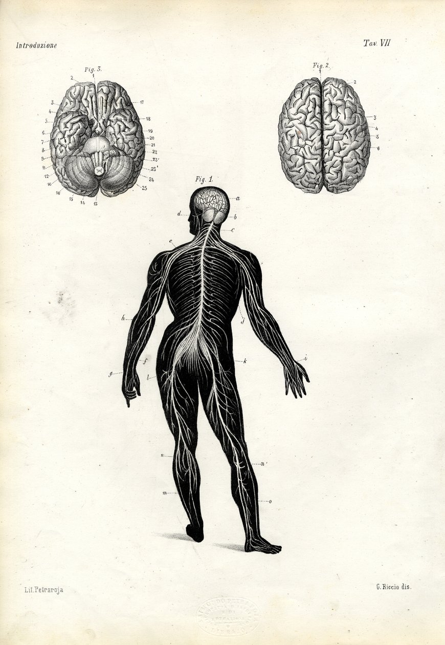 Cerveau, 1863-79 - Raimundo Petraroja