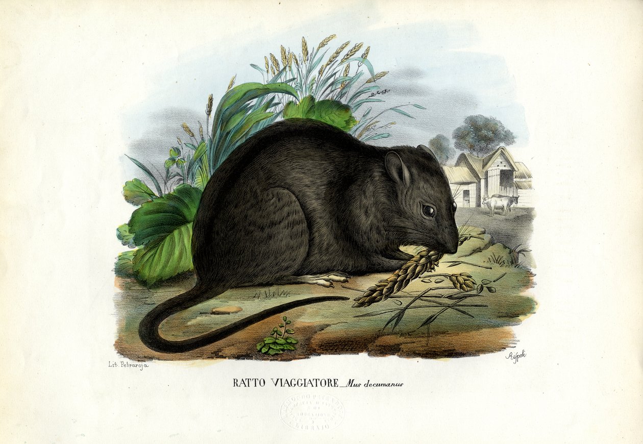 Rat brun, 1863-79 - Raimundo Petraroja