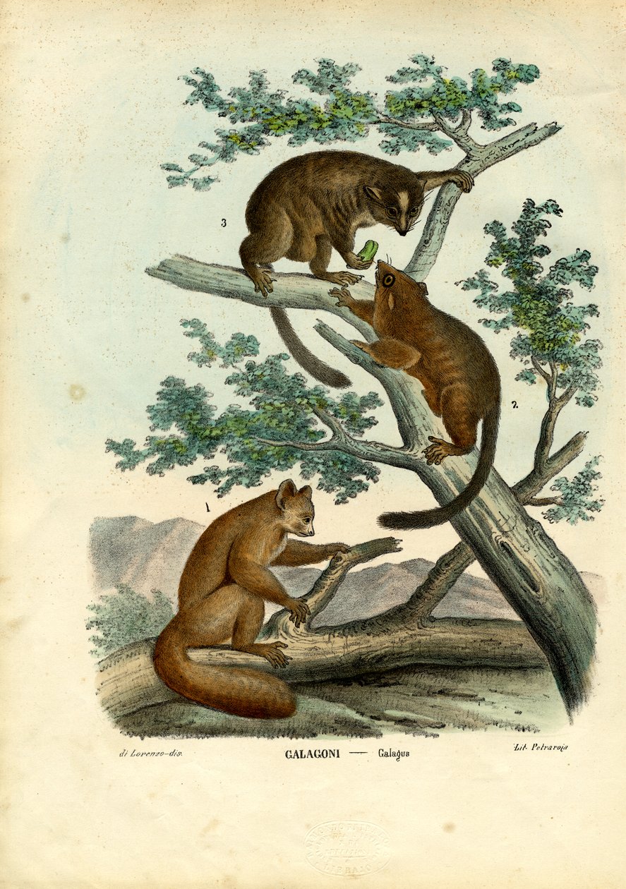 Galago, 1863-79 - Raimundo Petraroja