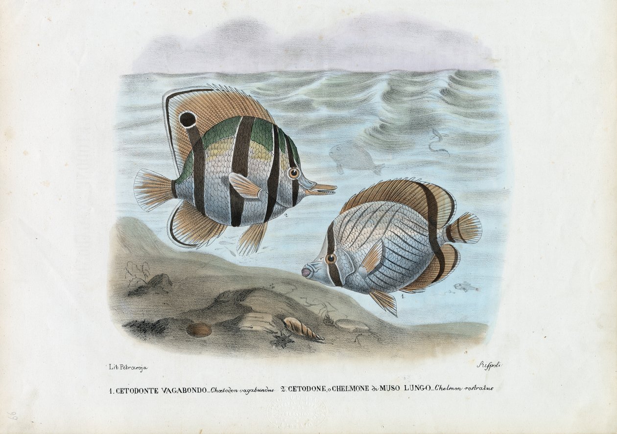 Poisson-papillon, 1863-79 - Raimundo Petraroja