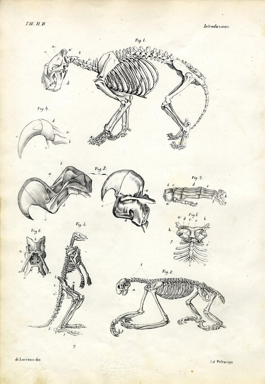 Chat, 1863-79 - Raimundo Petraroja