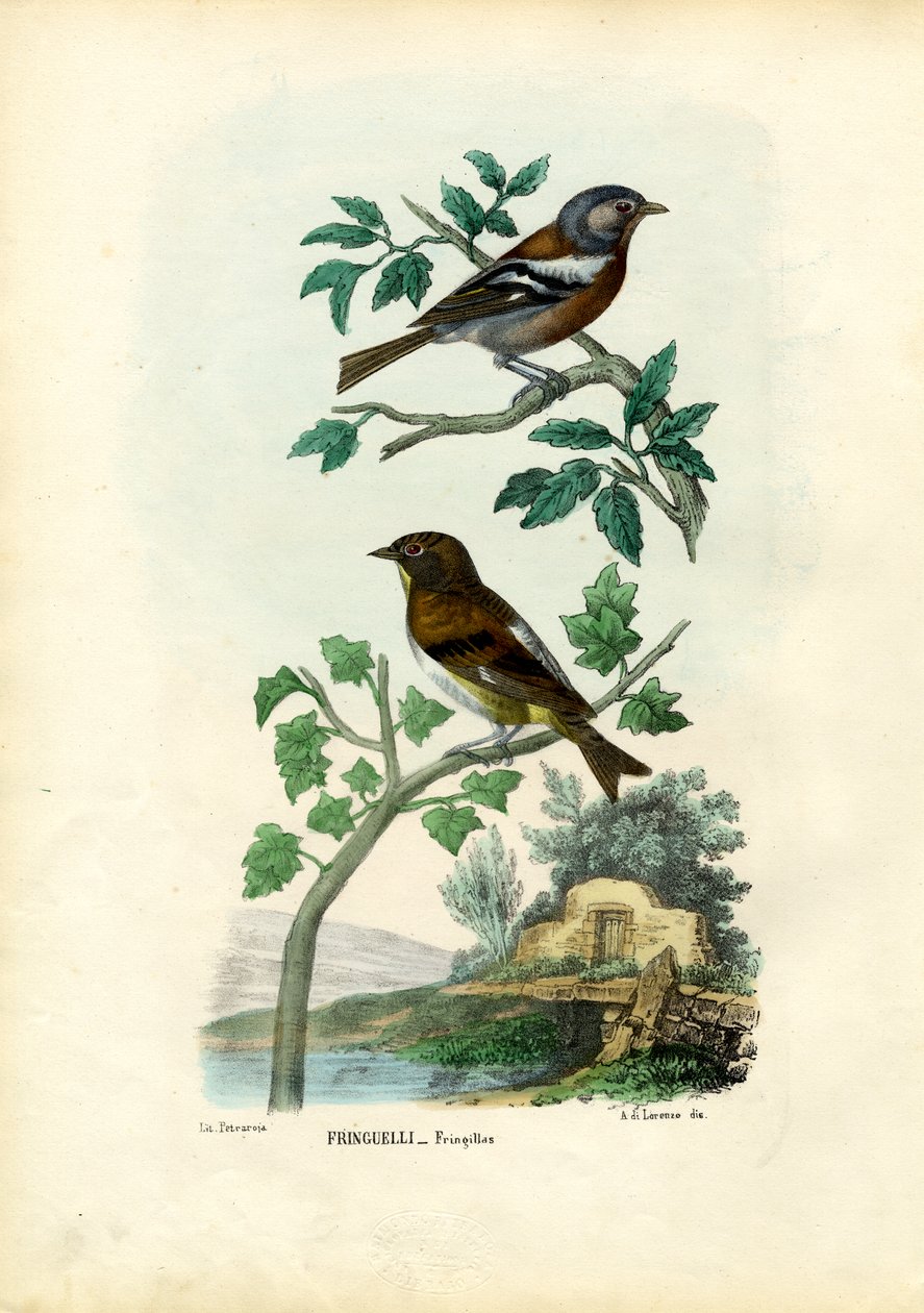 Pinson, 1863-79 - Raimundo Petraroja