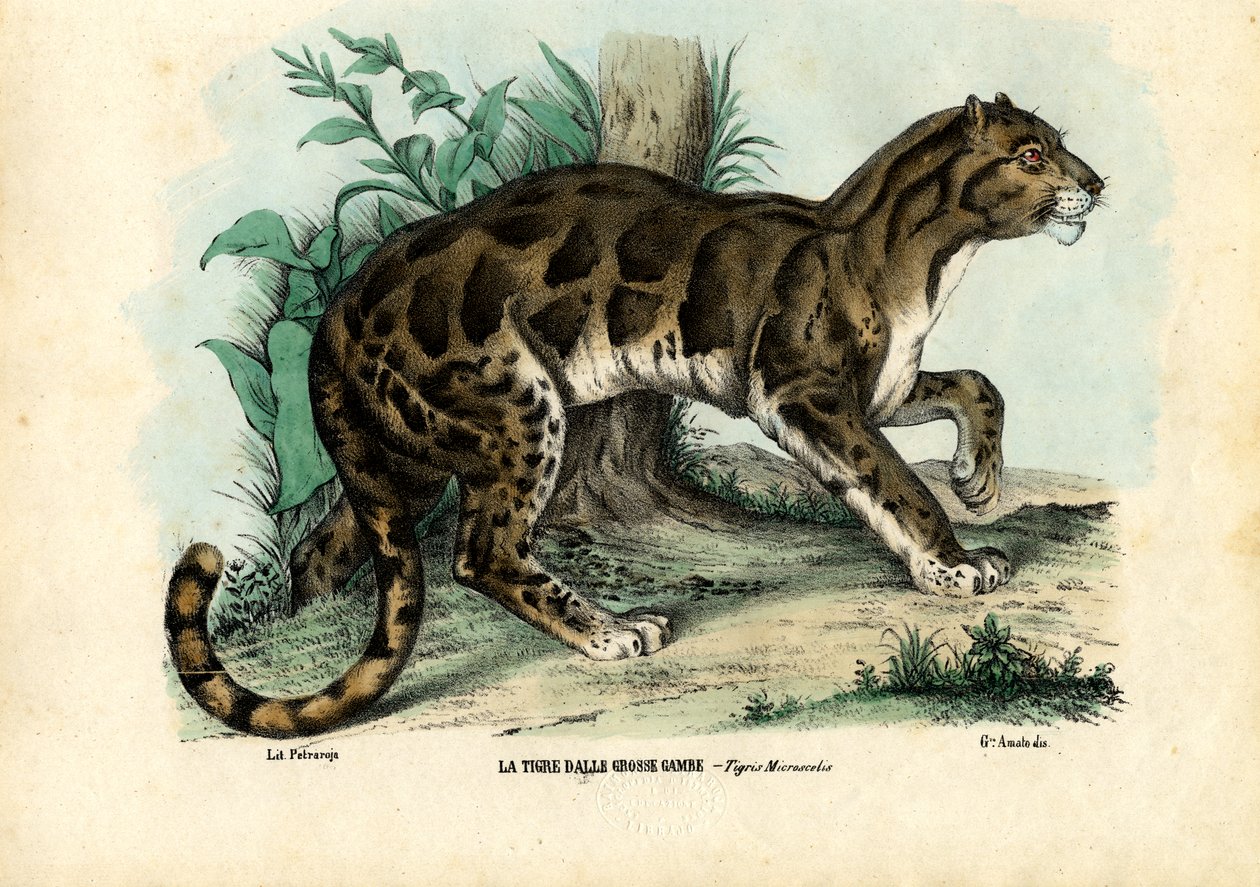 Léopard nébuleux, 1863-79 - Raimundo Petraroja
