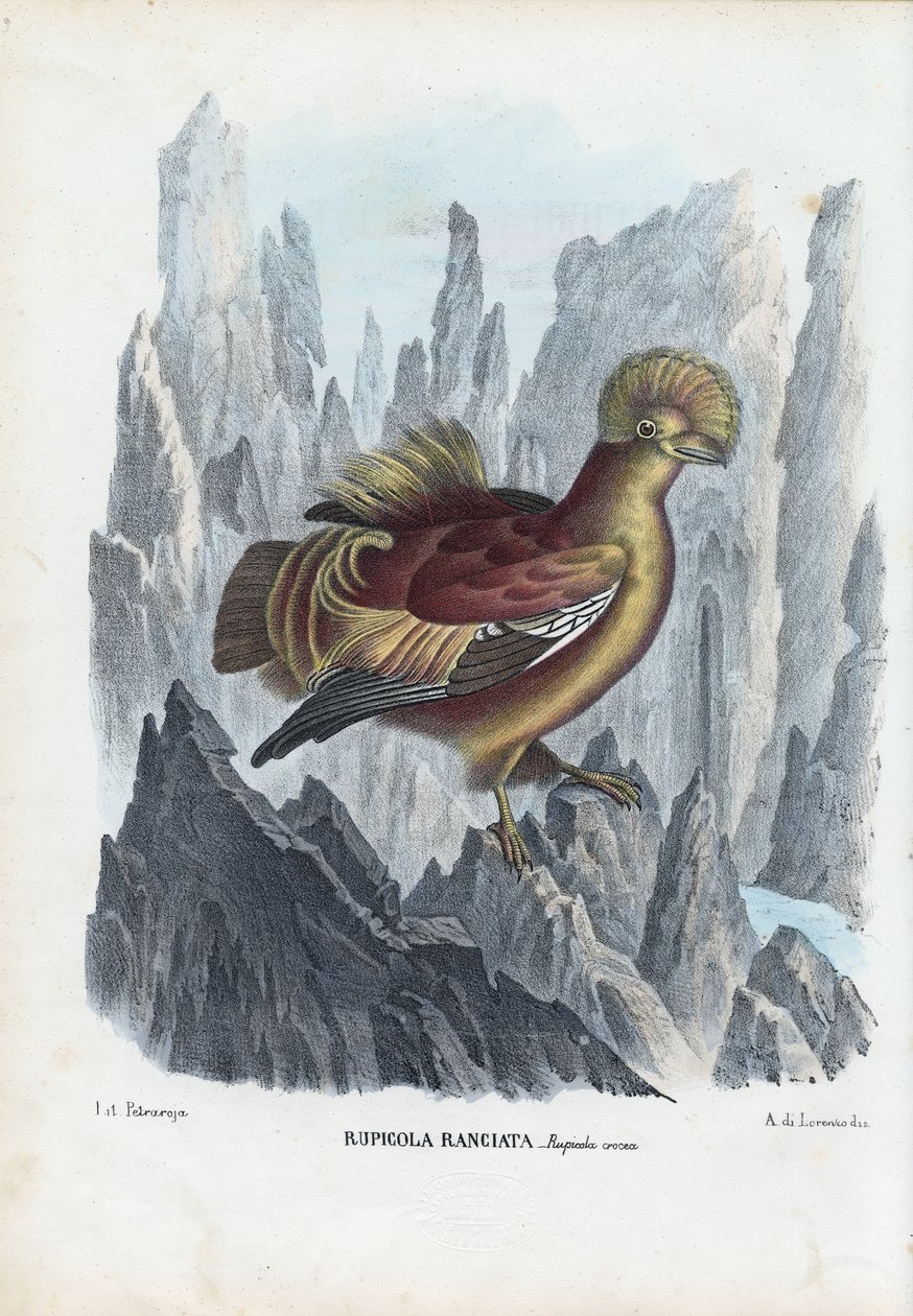 Coq-de-roche, 1863-79 - Raimundo Petraroja