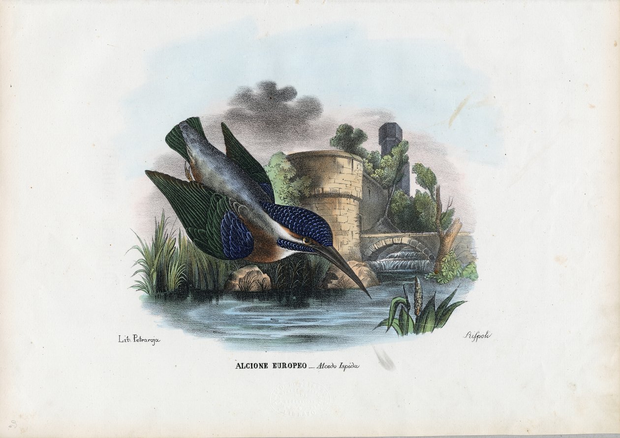 Martin-pêcheur commun, 1863-79 - Raimundo Petraroja