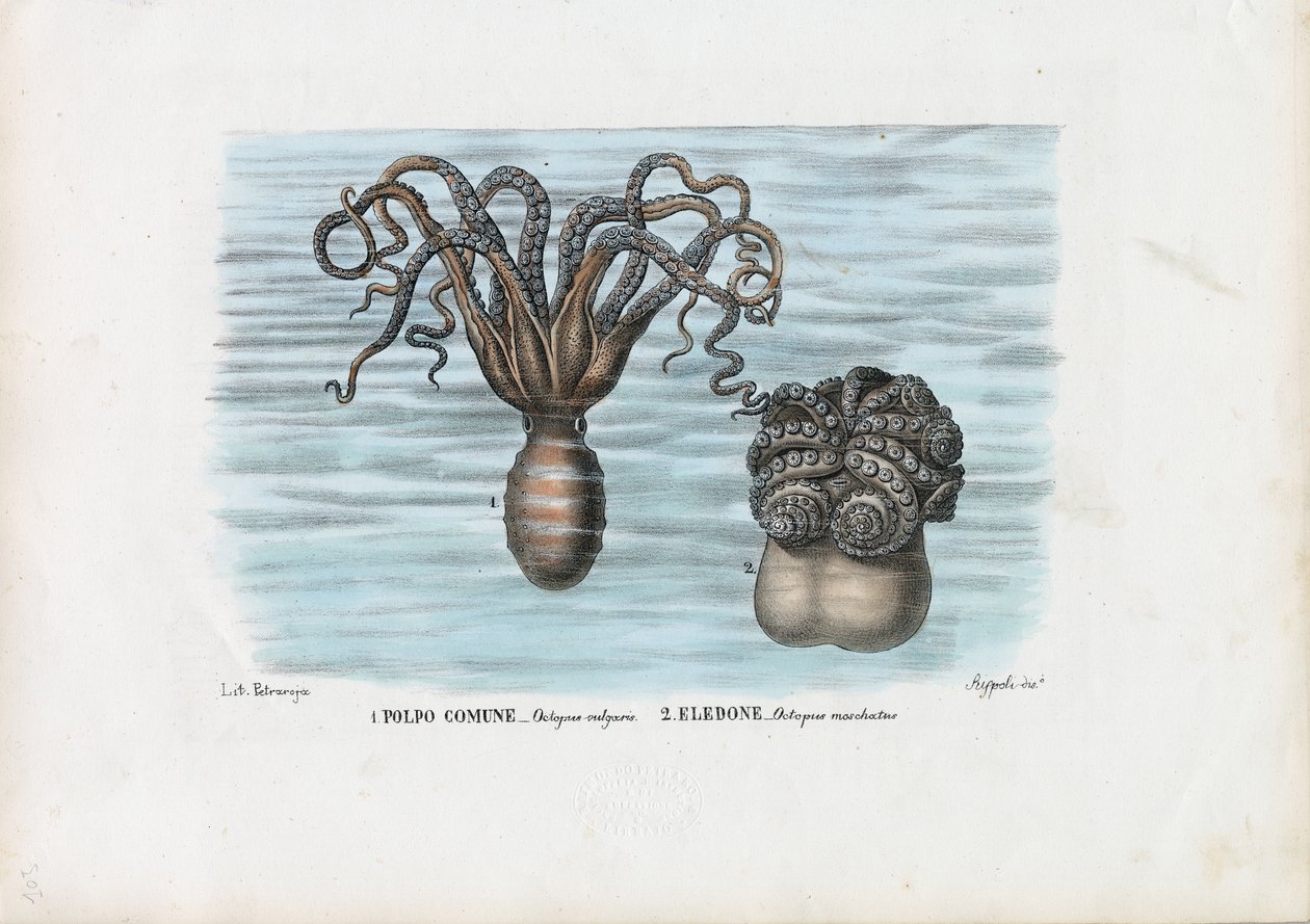 Poulpe commun, 1863-79 - Raimundo Petraroja