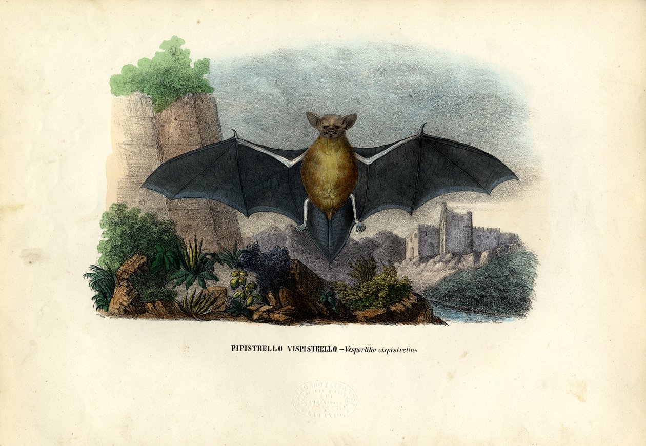 Pipistrelle commune, 1863-79 - Raimundo Petraroja