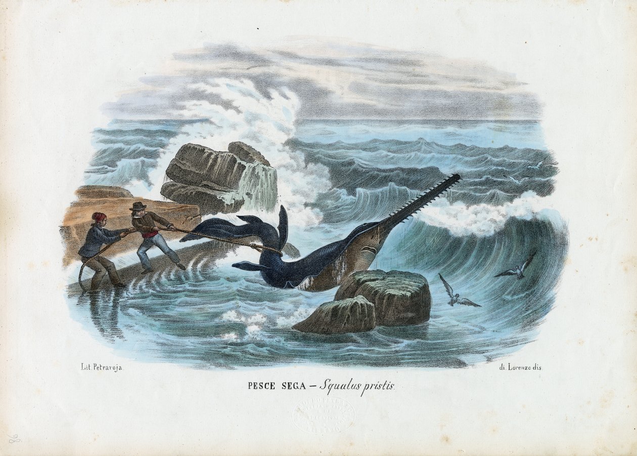 Poisson-scie commun, 1863-79 - Raimundo Petraroja