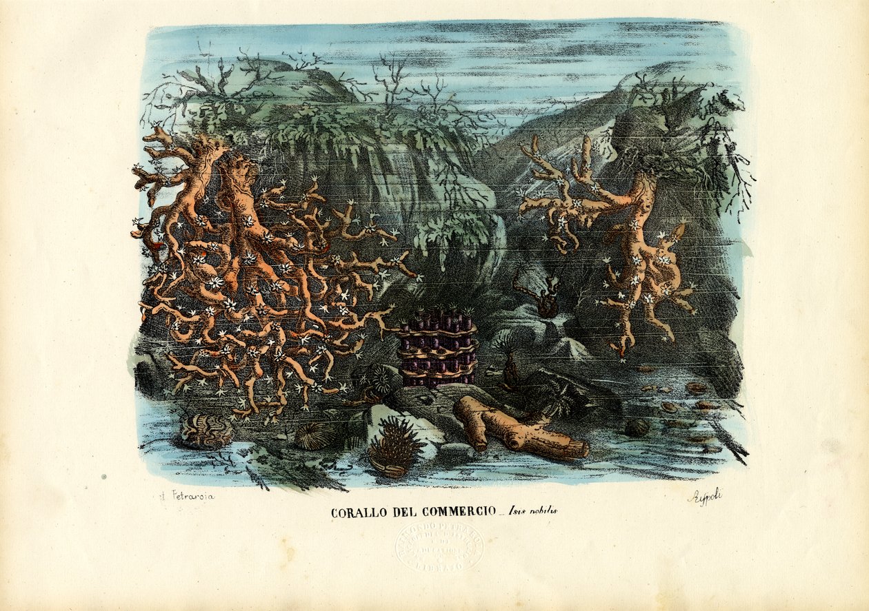 Coraux, 1863-79 - Raimundo Petraroja