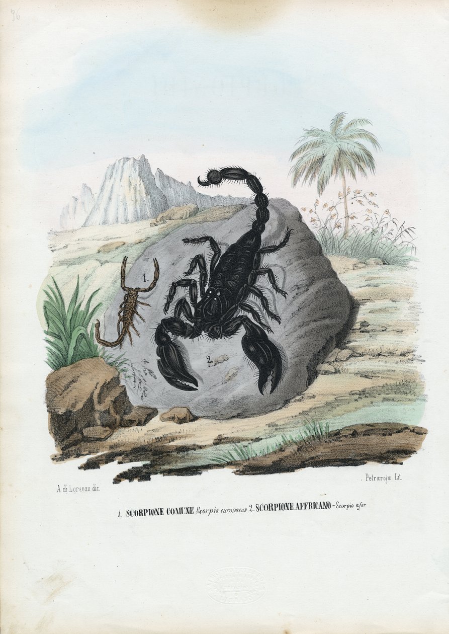 Crustacés, 1863-79 - Raimundo Petraroja