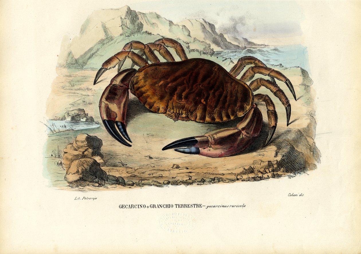 Crustacés, 1863-79 - Raimundo Petraroja