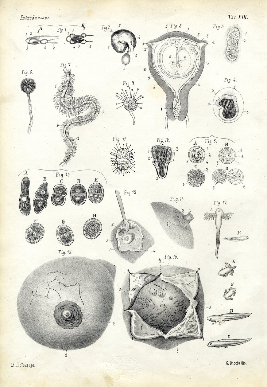 Développement, 1863-79 - Raimundo Petraroja