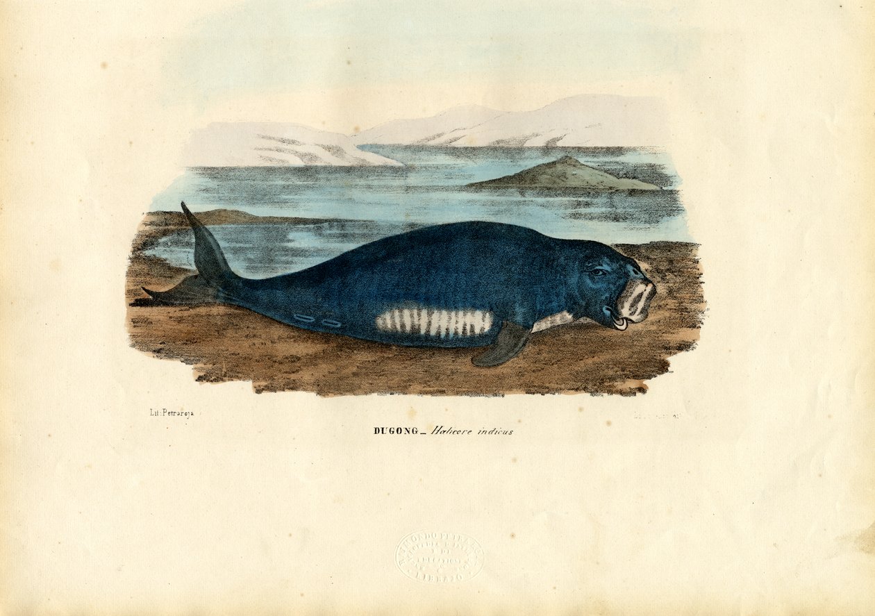 Dugong, 1863-79 - Raimundo Petraroja