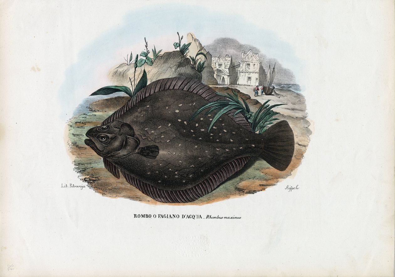 Plie européenne, 1863-79 - Raimundo Petraroja