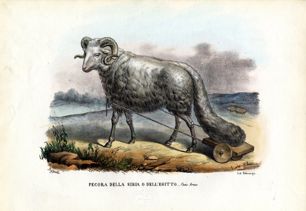 Mouton à queue grasse, 1863-79 - Raimundo Petraroja