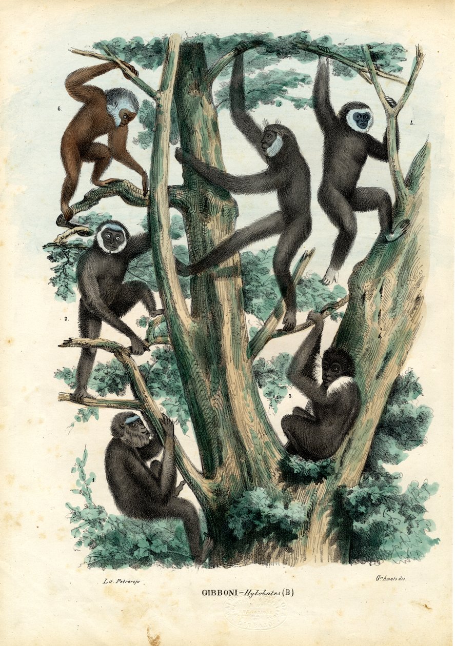 Gibbons, 1863-79 - Raimundo Petraroja