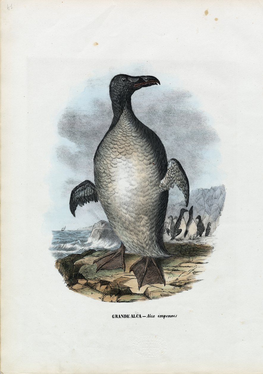 Grand Pingouin, 1863-79 - Raimundo Petraroja