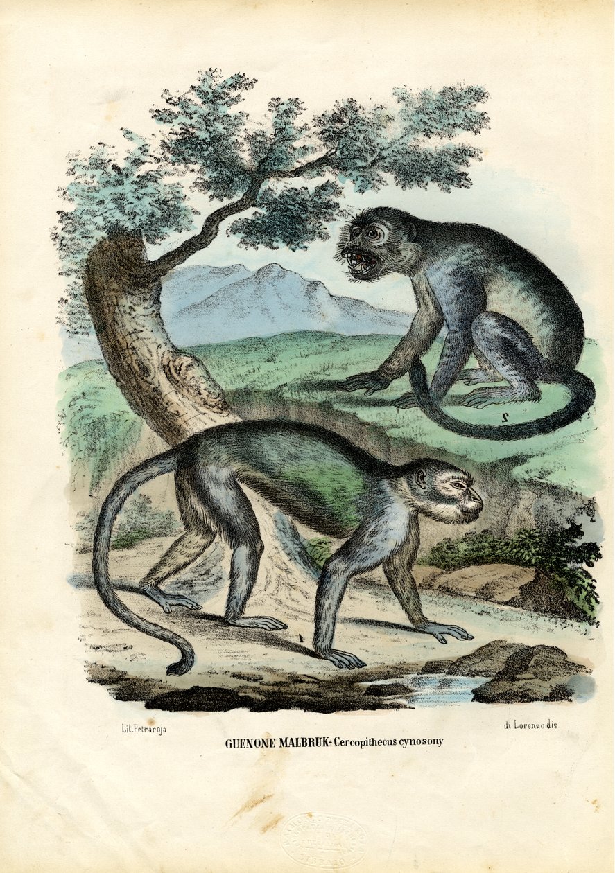 Singe vert ou Malbrouck, 1863-79 - Raimundo Petraroja