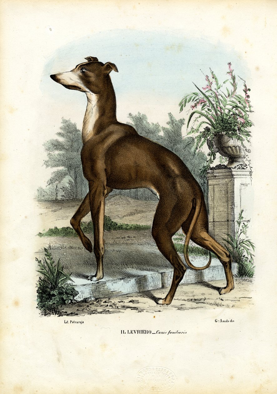 Lévrier, 1863-79 - Raimundo Petraroja