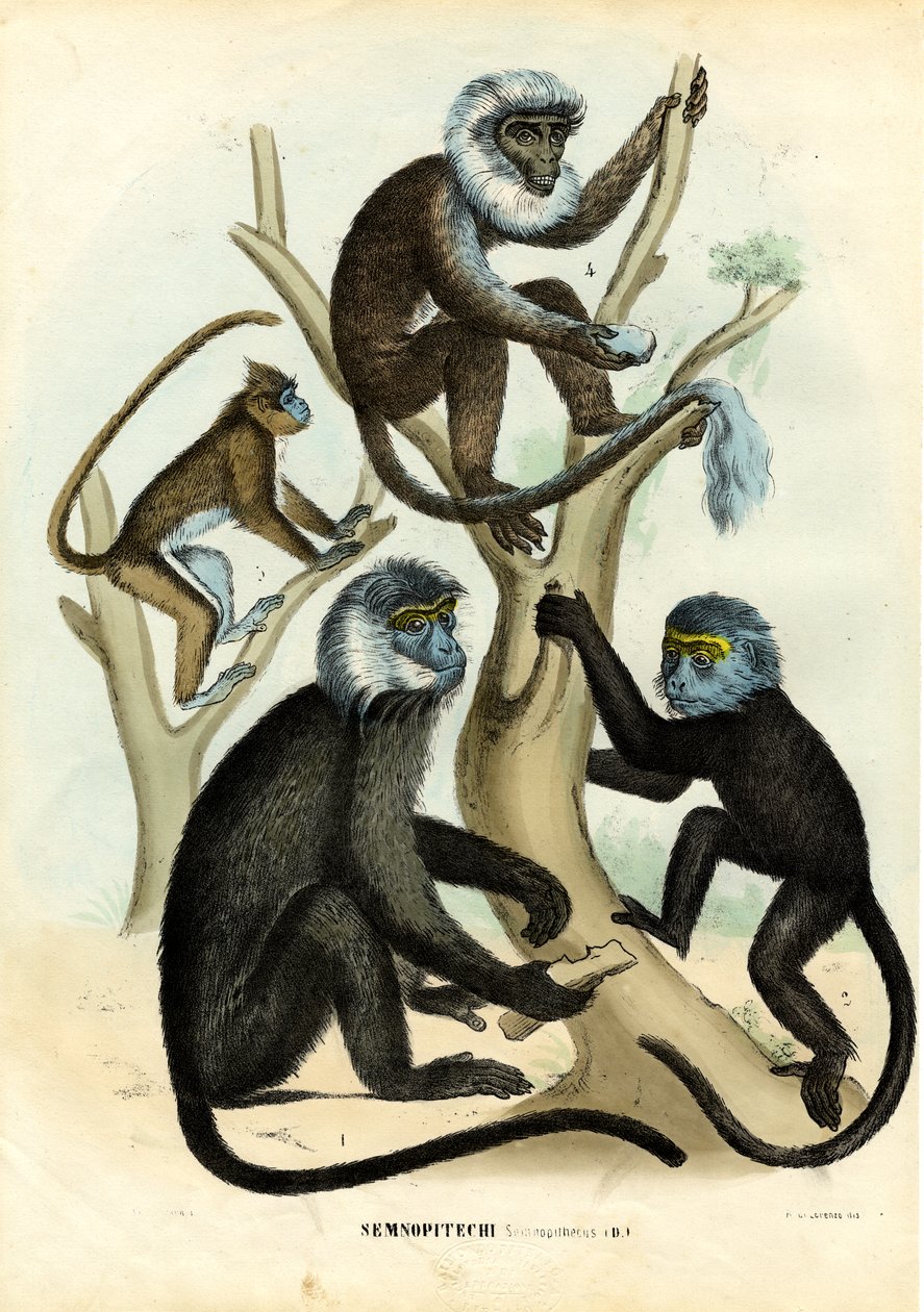 Langurs, 1863-79 - Raimundo Petraroja