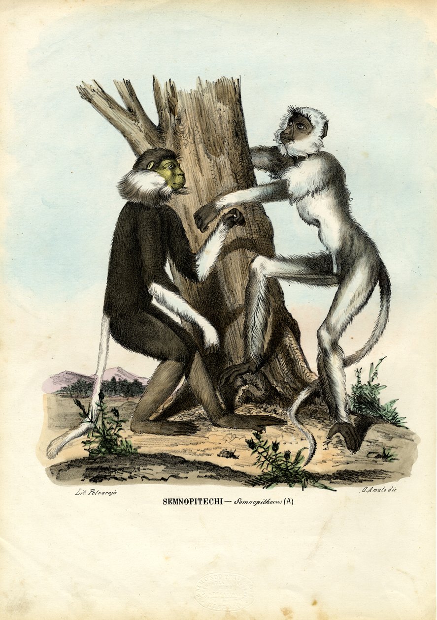 Langurs, 1863-79 - Raimundo Petraroja