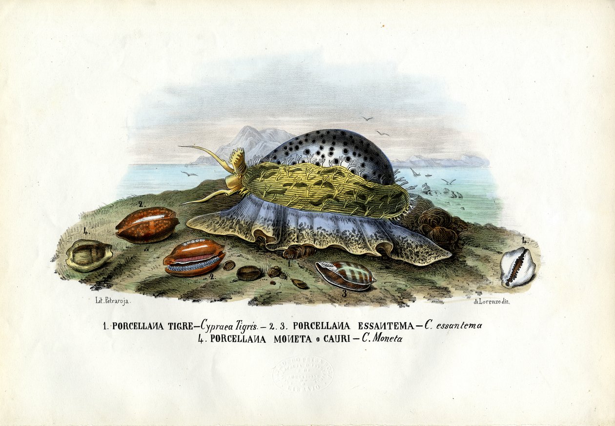 Moules, 1863-79 - Raimundo Petraroja