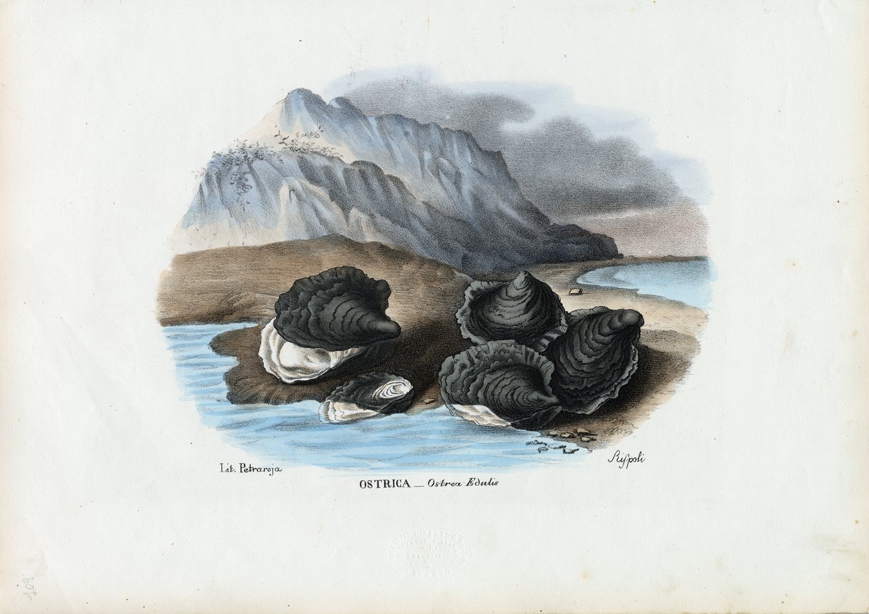 Moules, 1863-79 - Raimundo Petraroja