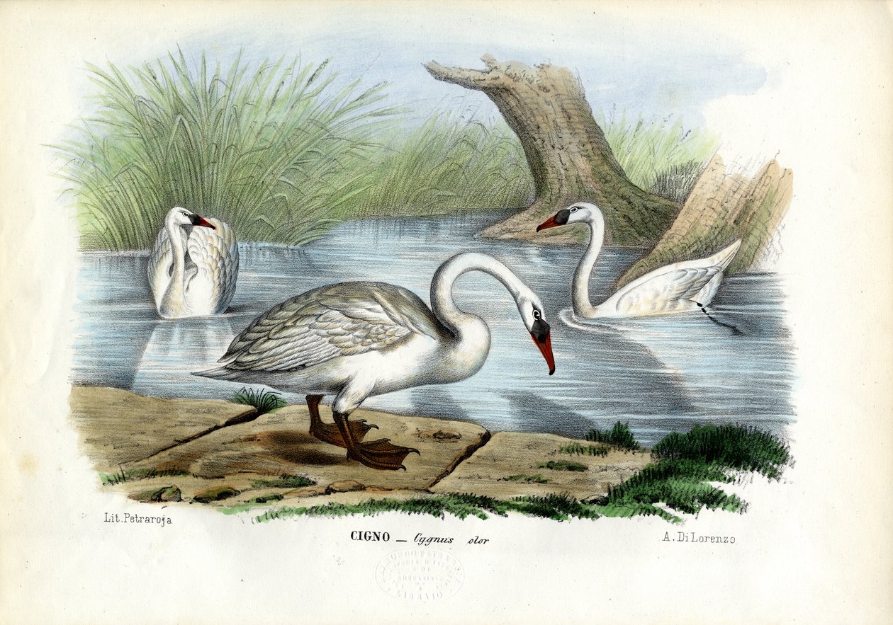 Cygne muet, 1863-79 - Raimundo Petraroja