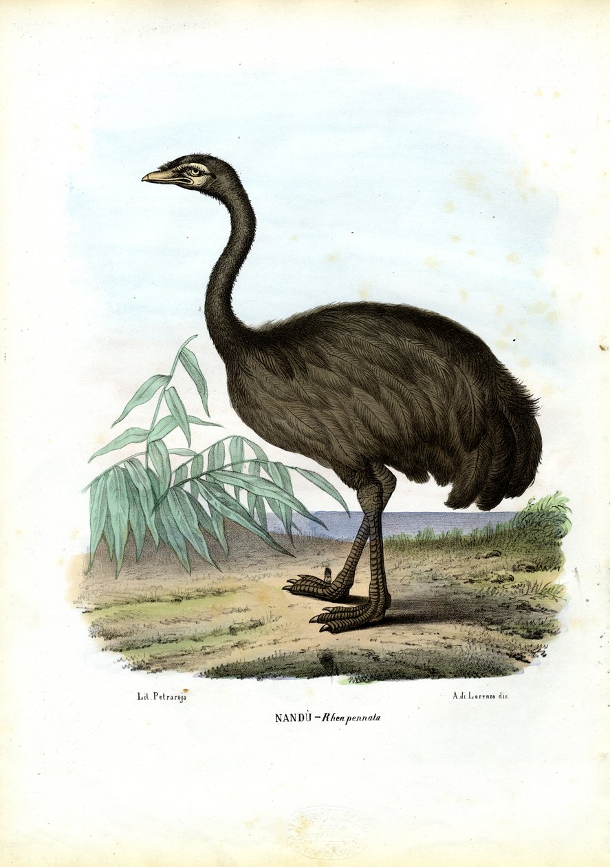 Nandu, 1863-79 - Raimundo Petraroja