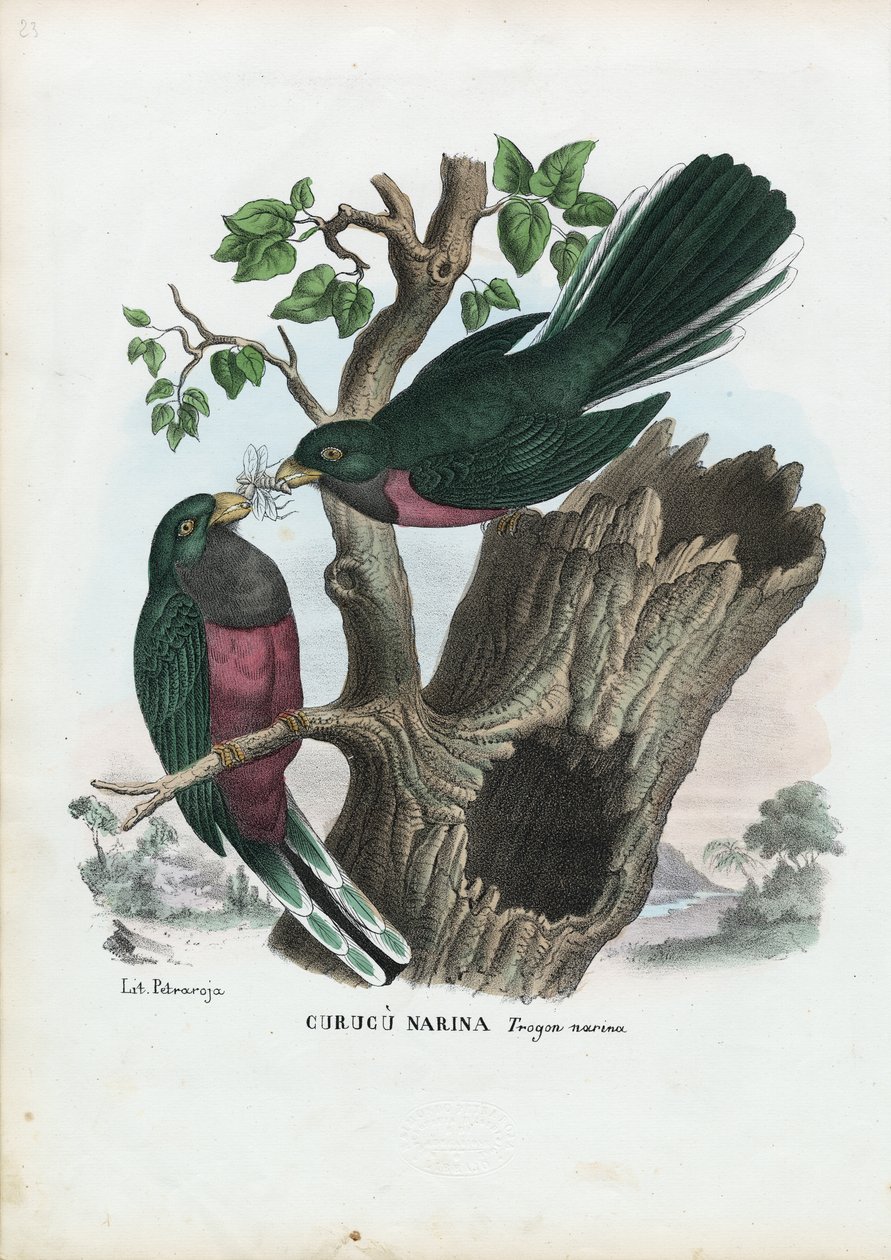 Trogon narina, 1863-79 - Raimundo Petraroja